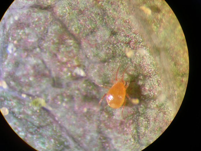 Phytoseiulus persimilis